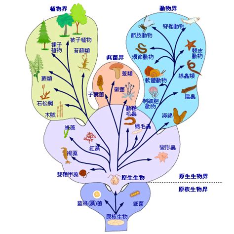 界門綱目科屬種口訣|階級 (生物学)